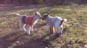 Fred-and-Barney